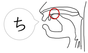 母音と子音 発音するときの舌の動き 口の構造を言語聴覚士が解説 吃音 滑舌改善サイト