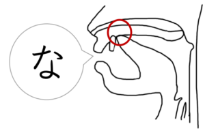 母音と子音 発音するときの舌の動き 口の構造を言語聴覚士が解説 吃音 滑舌改善サイト