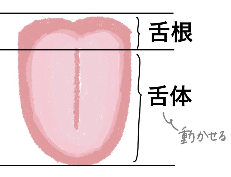舌の構造-舌の構造と筋肉を解説！-言語聴覚士監修 | 吃音・滑舌改善サイト