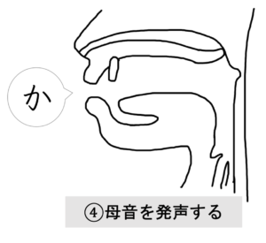 母音と子音 発音するときの舌の動き 口の構造を言語聴覚士が解説 吃音 滑舌改善サイト